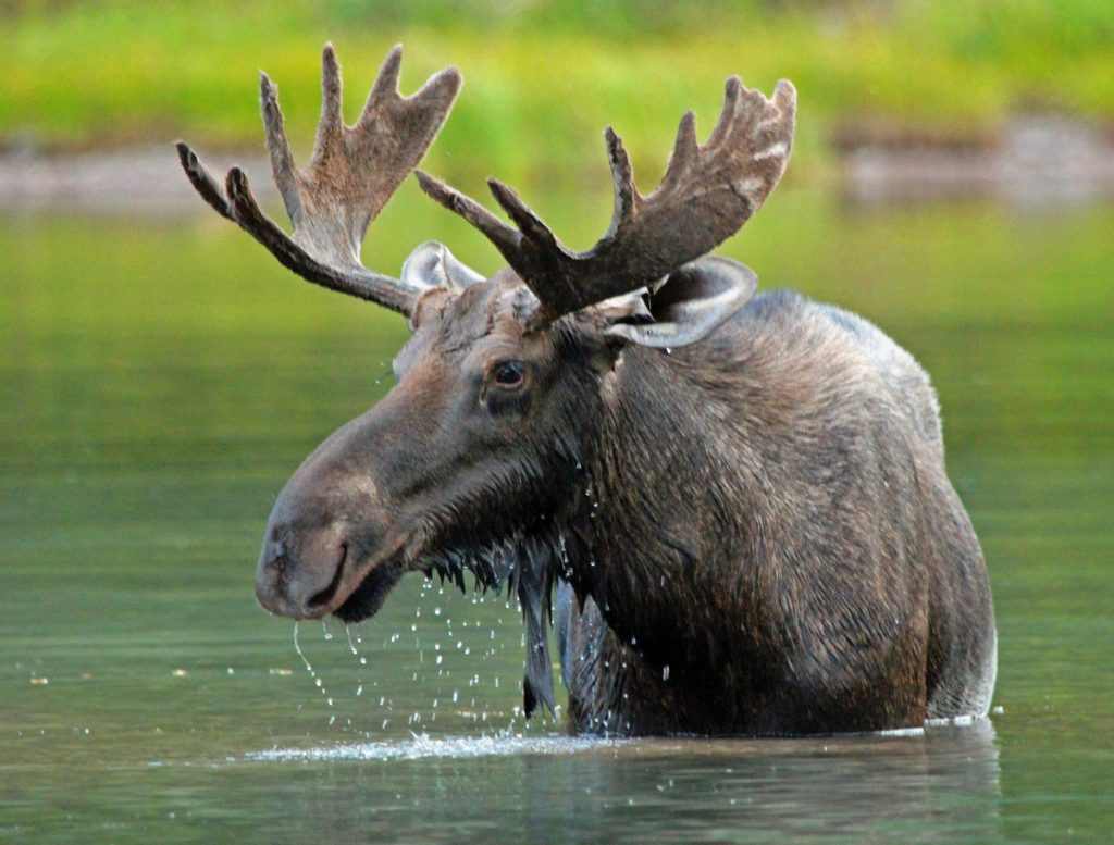 Best Spots in Maine for Summer Moose Sightings Northwoods Sporting