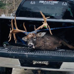 The Maine Whitetail Deer - Northwoods Sporting Journal