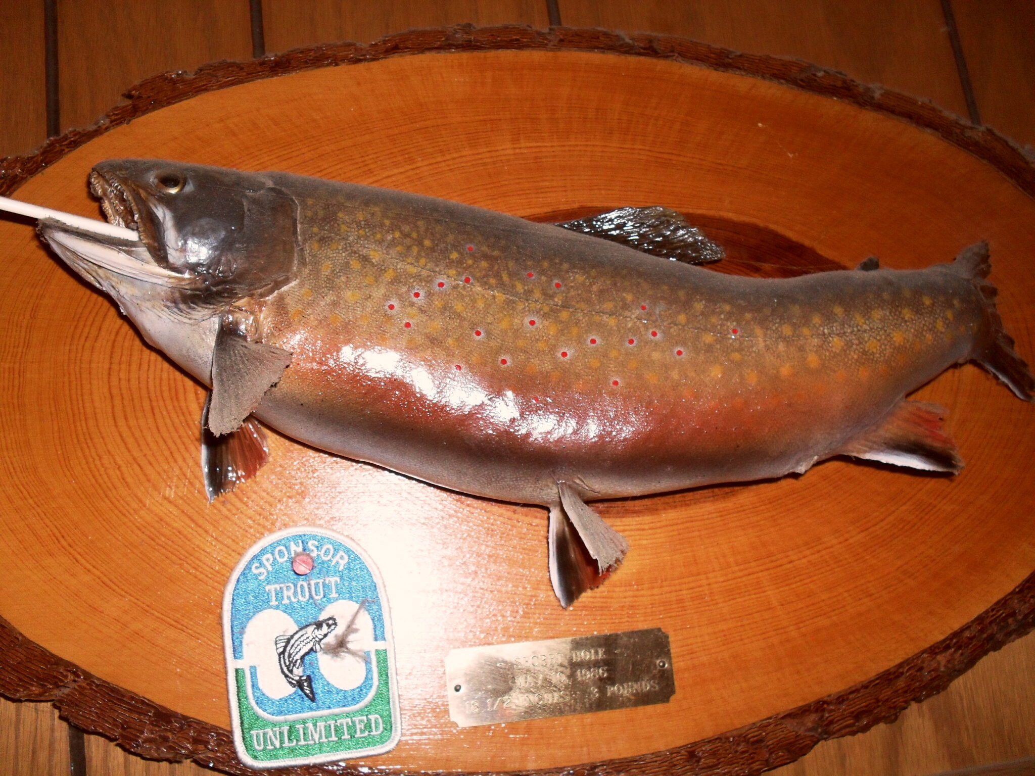 Trout Season Opens Northwoods Sporting Journal