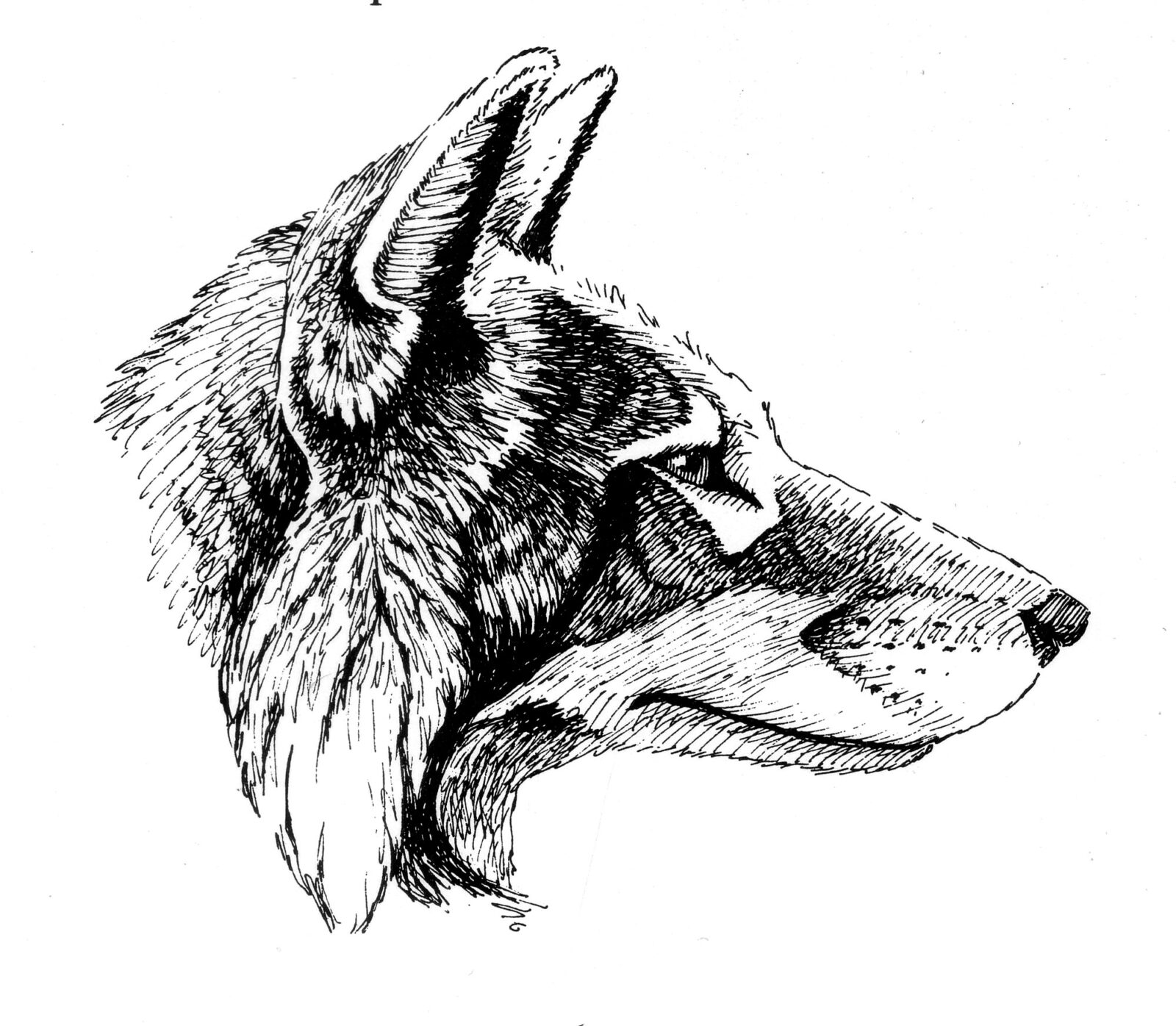 Wolves in a Test Tube - Northwoods Sporting Journal
